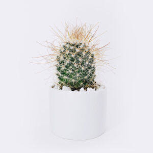 Store Ball Cactus